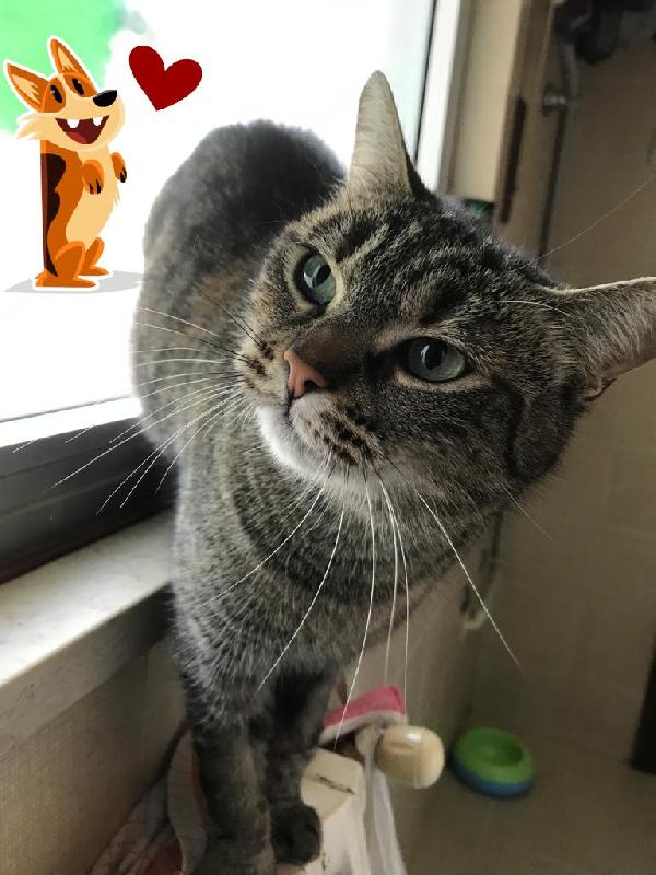 Marina, Bella Micia Tricolore